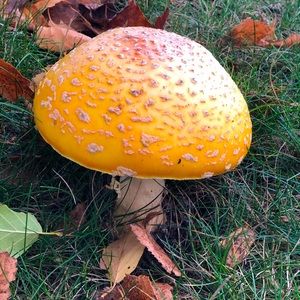 Meet your Posher, Jackie